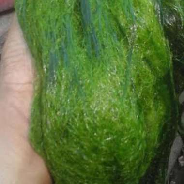 jual lumut umpan mancing 300 gram