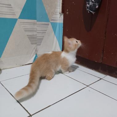 kucing Munchkin / kucing kaki pendek / kucing cebol