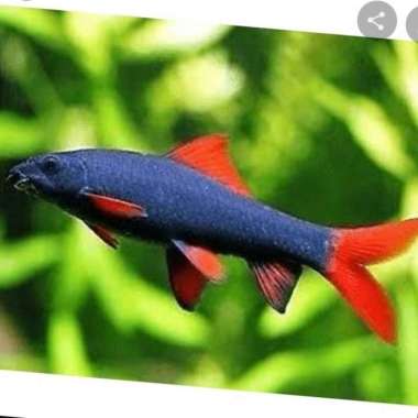 Ikan Hias Redfin Black