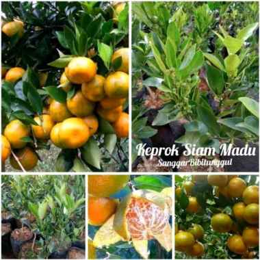 Bibit Jeruk Keprok Siam Madu Super, Sedang berbuah, Sangat Manis