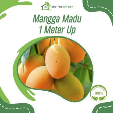 Bibit Mangga Madu Hasil Okulasi 1 meter Up