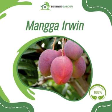 Bibit Mangga Irwin Hasil Stek Okulasi Cepat Berbuah