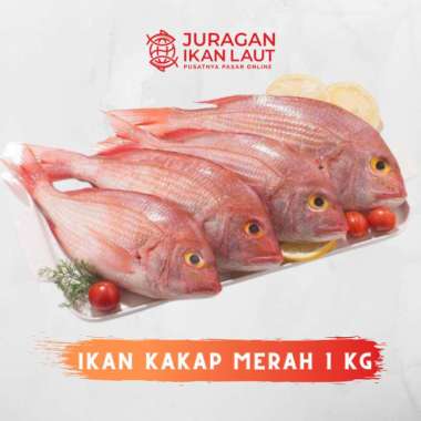 Ikan Kakap Merah Segar - 1 Kilogram JABODETABEK