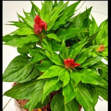 Tanaman Jengger Ayam | Tanaman Celosia | Pohon Jengger Ayam