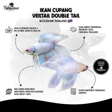 IKAN HIAS CUPANG VEILTAIL DOUBLE TAIL (VTDT) - LINE THAILAND