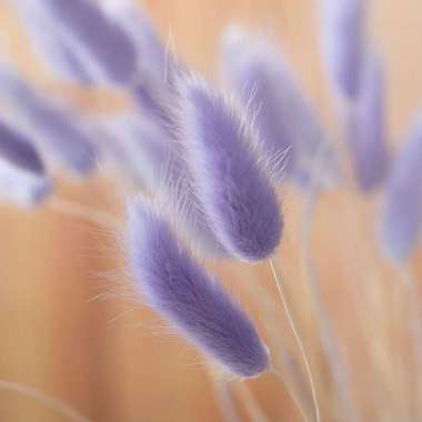 Better Home Dried Flower Bunny Tail Bunga Kering Bouquet Lagurus Ovatus (ECER) EMYEA 2 Light Purple