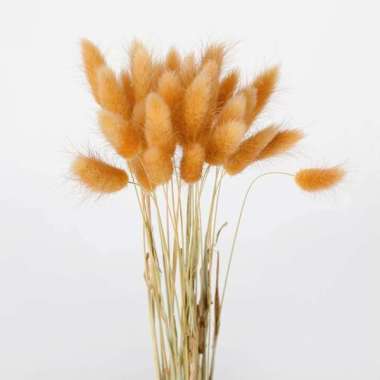 Better Home Dried Flower Bunny Tail Bunga Kering Bouquet Lagurus Ovatus (ECER) EMYEA 2 Dark Orange