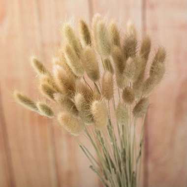 Better Home Dried Flower Bunny Tail Bunga Kering Bouquet Lagurus Ovatus (ECER) EMYEA 2 Primary Colour