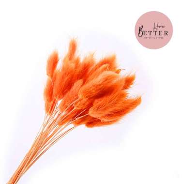 Better Home Dried Flower Bunny Tail Bunga Kering Bouquet Lagurus Ovatus (ECER) EMYEA 2 Emma Orange