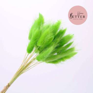 Better Home Dried Flower Bunny Tail Bunga Kering Bouquet Lagurus Ovatus (ECER) EMYEA 2 Green