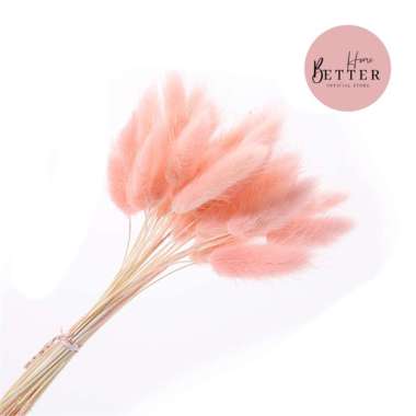 Better Home Dried Flower Bunny Tail Bunga Kering Bouquet Lagurus Ovatus (ECER) EMYEA 2 Soft Pink