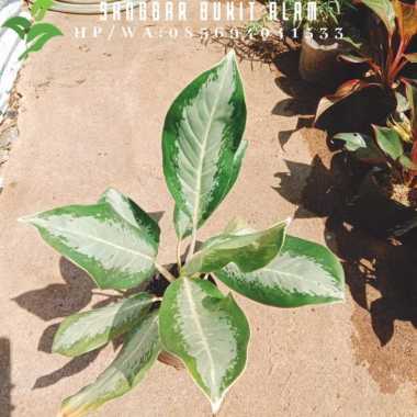 tanaman aglaonema blanceng / Sri rejeki / Aglonema susu /dieffenbachia Multivariasi Multicolor