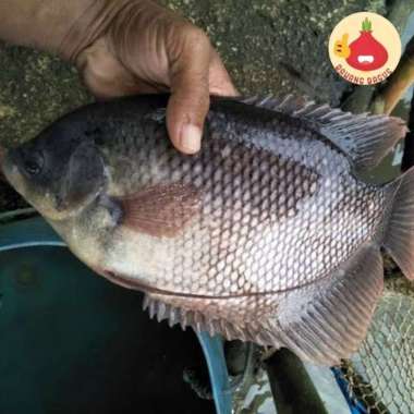 Ikan Gurame [1kg] - BawangBagus 1kg