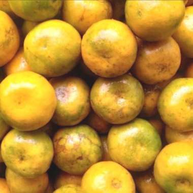 Buah Jeruk Lokal Brastagi Medan Pontianak Bali Keprok Semboro: Jeruk Malang