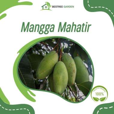Bibit Tanaman Buah Mangga Mahatir Hasil Okulasi