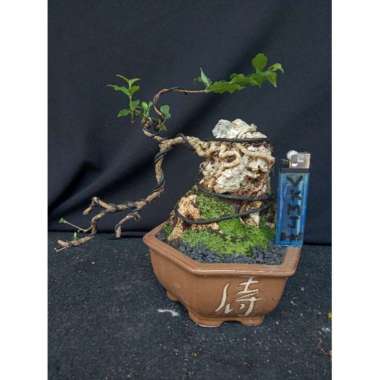 Bonsai mame/small sakura micro on the rock