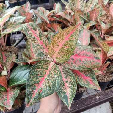 tanaman hias aglaonema tiara Multivariasi Multicolor