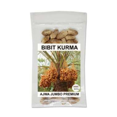 Bibit Kurma Ajwa Premium 50pcs / Kurma Ajwa Jumbo / Benih Ajwa Unggul