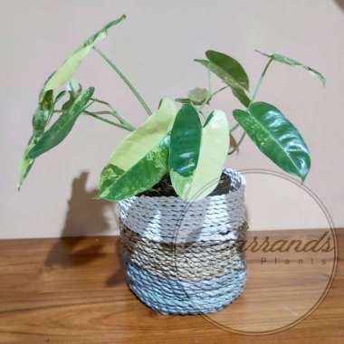 Philodendron Burle Marx Variegata / Brekele Variegata