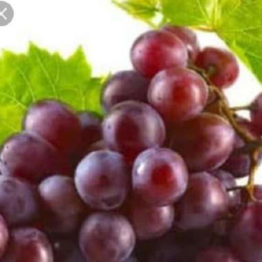 ibaza BUAH ANGGUR MERAH - per 500 gram kemasan plastic box 200 gram