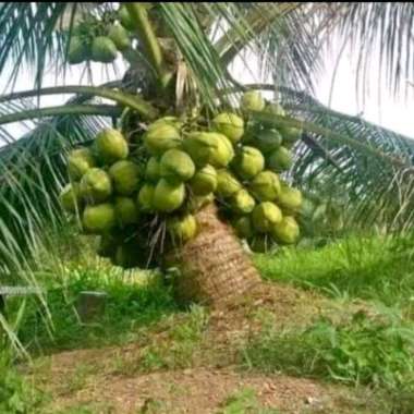 Bibit Kelapa Pandan Wangi Hijau, F1 Thailand, genjah cepat berbuah