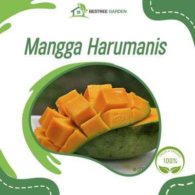 Bibit Mangga Arum Manis Mangga Harum Manis Okulasi