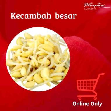 Kecambah besar,kecambah kacang kedelai, cambah kedelai touge, tauge