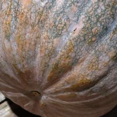 jual buah labu kuning ukuran jumbo