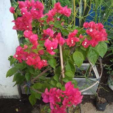 Tanaman Bougenville rimbun/ Bougenville bunga tumpuk pink