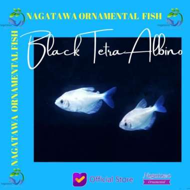 Ikan Hias Aquascape Black Tetra Albino Size M