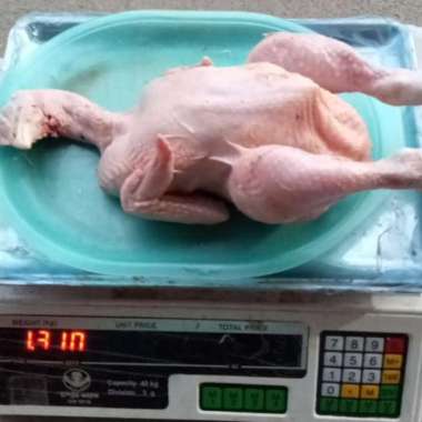 Ayam Broiler fresh segar utuh kepala + ceker + jeroan gratis potong - 1,3 kg 1,3 kg - 1,4 kg