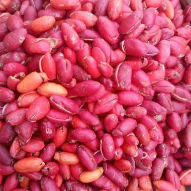 Buah tangkil melinjo biji buah kupas utuh kupas buah - 1/4 kg