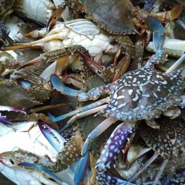 Ikan Kepiting rajungan fresh segar Rajungan - 1 kg