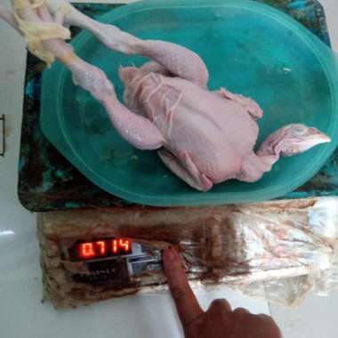 Ayam Broiler fresh segar utuh kepala + ceker + jeroan gratis potong - 700 gr 700 gr - 800 gr