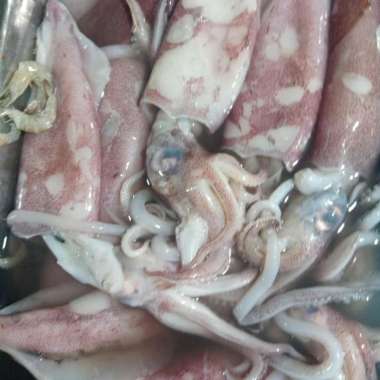 Cumi segar fresh variant ukuran Cumi Besar - 1 kg
