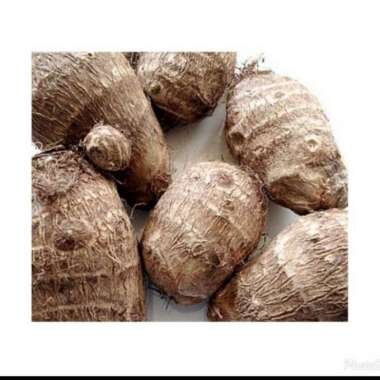 Kimpul / Talas Jepang Tales 1 kg