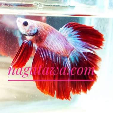 Ikan Hias Cupang Halfmoon Putih Merah Size XL