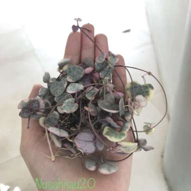 String of heart variegata Rimbun pot 10cm Multivariasi Multicolor