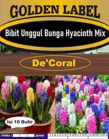 Bibit Unggul Bunga Hyacinth Mix|Benih Bunga Hyacinth|Bunga Dekorasi
