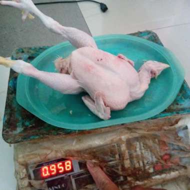 Ayam Broiler fresh segar utuh kepala + ceker + jeroan gratis potong - 900 gr 900 gr - 1 kg