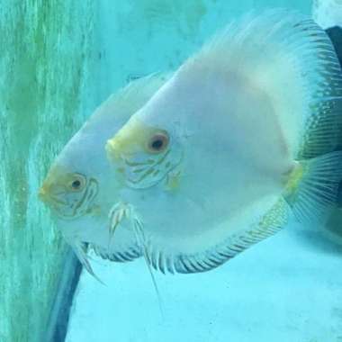 discus white butterfly/ discus putih/ discus - 1,5 Inch Multicolor