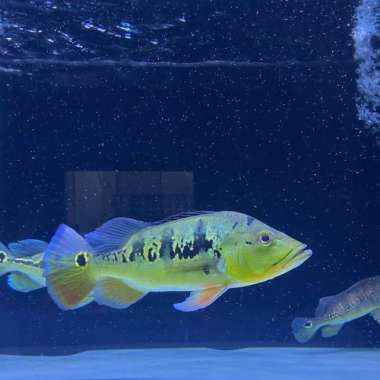 peacock bass monoculus jumbo Multicolor