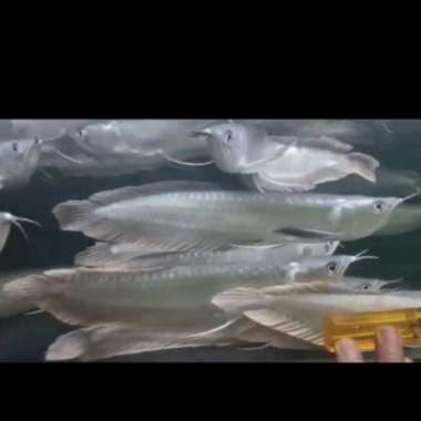 Arwana Silver Brazil ( 25-27 ) cm ni Multicolor