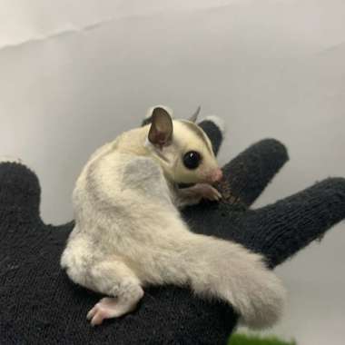 Sugar Glider SG Joy Platinum Betina Varian Based Information