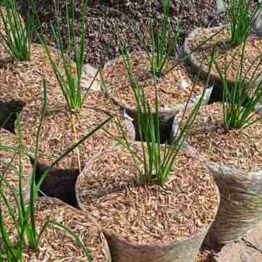 Tanaman Kucai | Daun Kucai | Bawang Kucai | Pohon Kucai