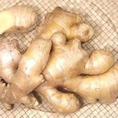 Kencur Kencur Putih - 1 kg