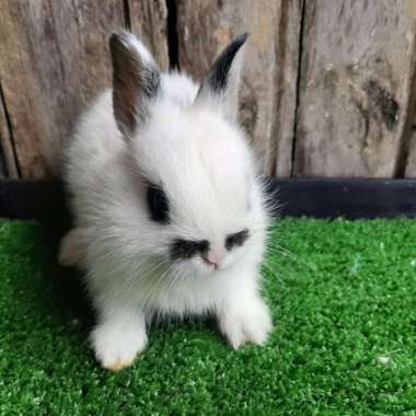 Kelinci Hias Netherland Dwarf Hotot Multicolor