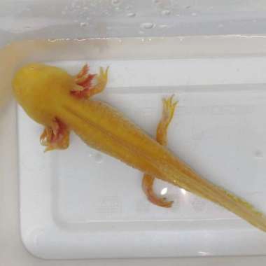 axolotl golden yellow Multicolor