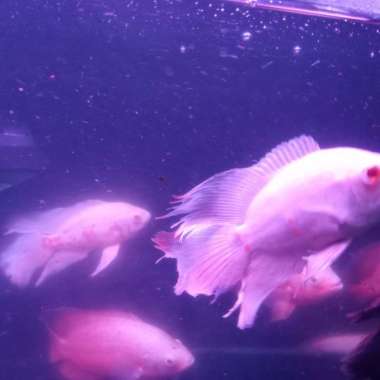 ikan Oscar Tiger slayer long fine 4 jari _+ Multicolor