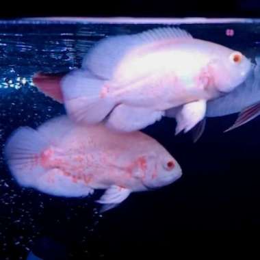 Ikan Oscar Albino 4 jari Multicolor